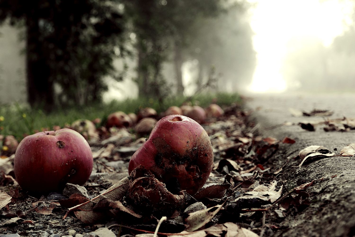 Zwei verfaulende Äpfel am Wegesrand